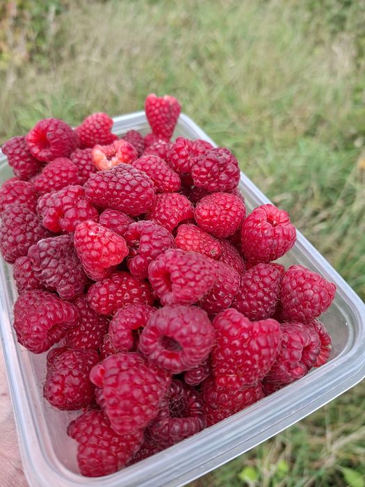 Malina na przetwory 100 procent naturalna bez  oprysków  20 zl kg