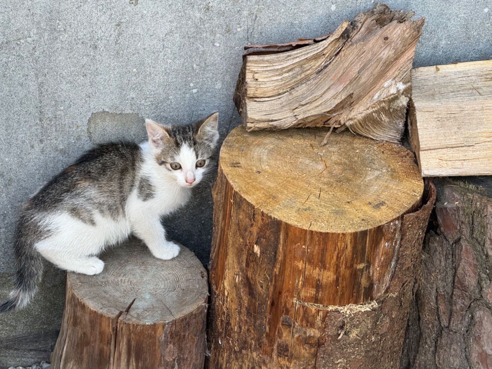 Słodkości do adopcji