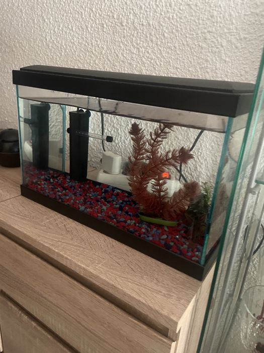Aquario para peixe