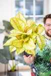 Aglaonema Corn Silk ø19 cm jasny