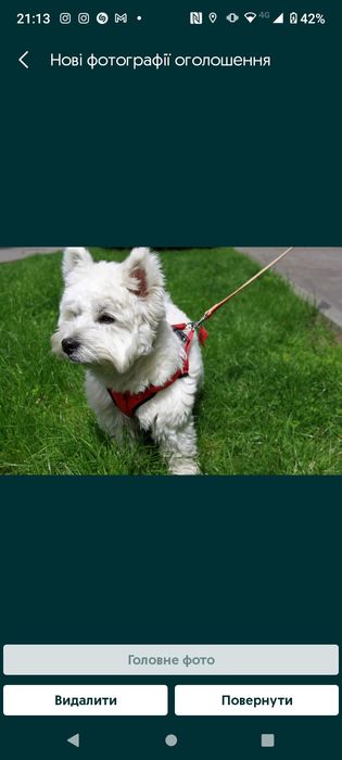 В'язка.Шукаємо наречену