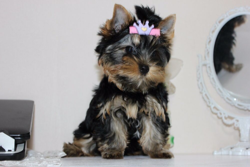 Девочка Йорка