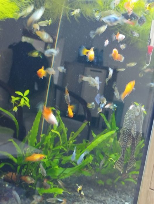 Platka, gupiki mix kolorów