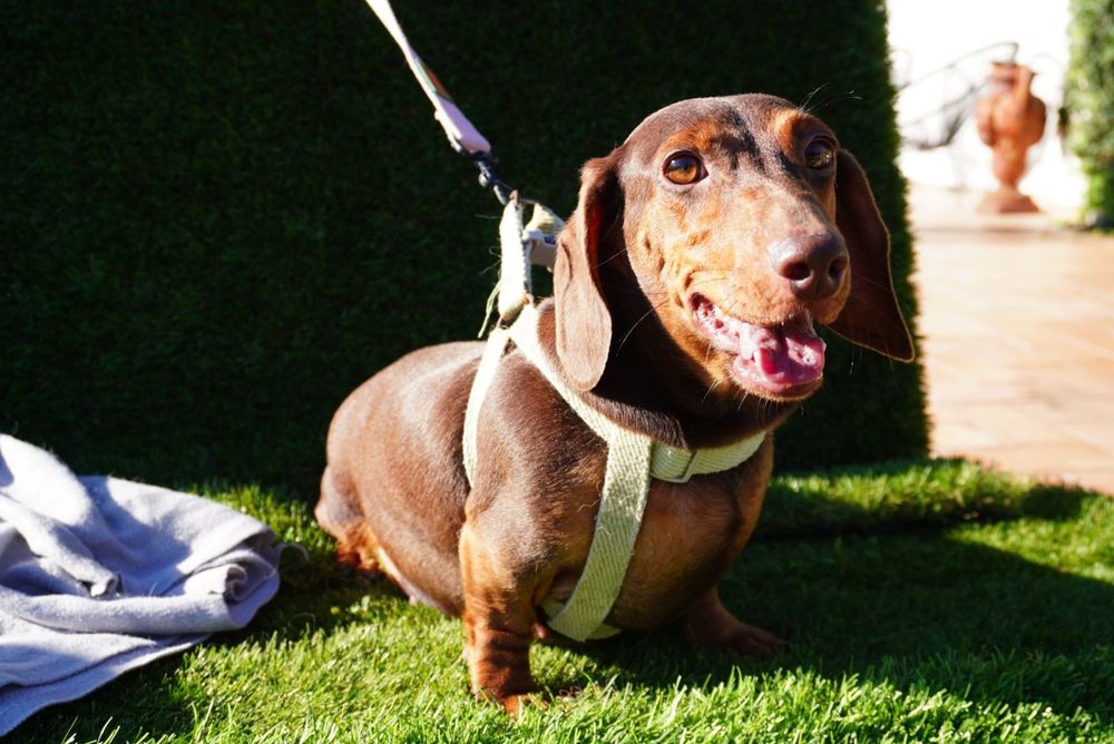 Teckel arlequim. Mini excelente linhagem