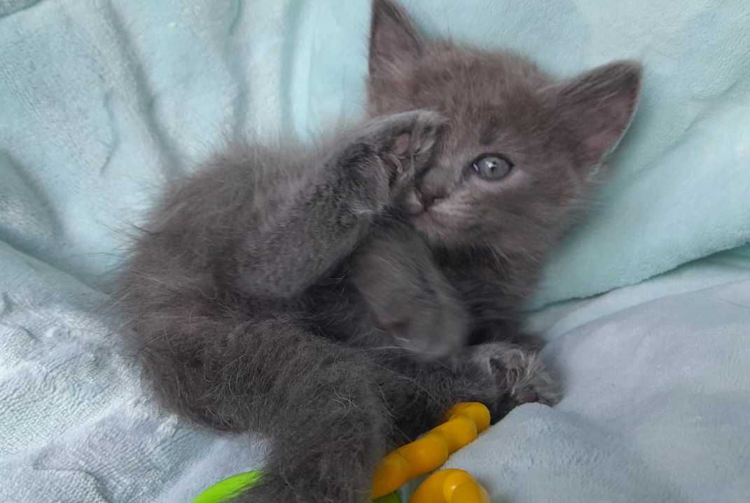 Чарівне маленьке кошенятко Санек чекає на Вас (1,5 міс.). Кот/Котенок