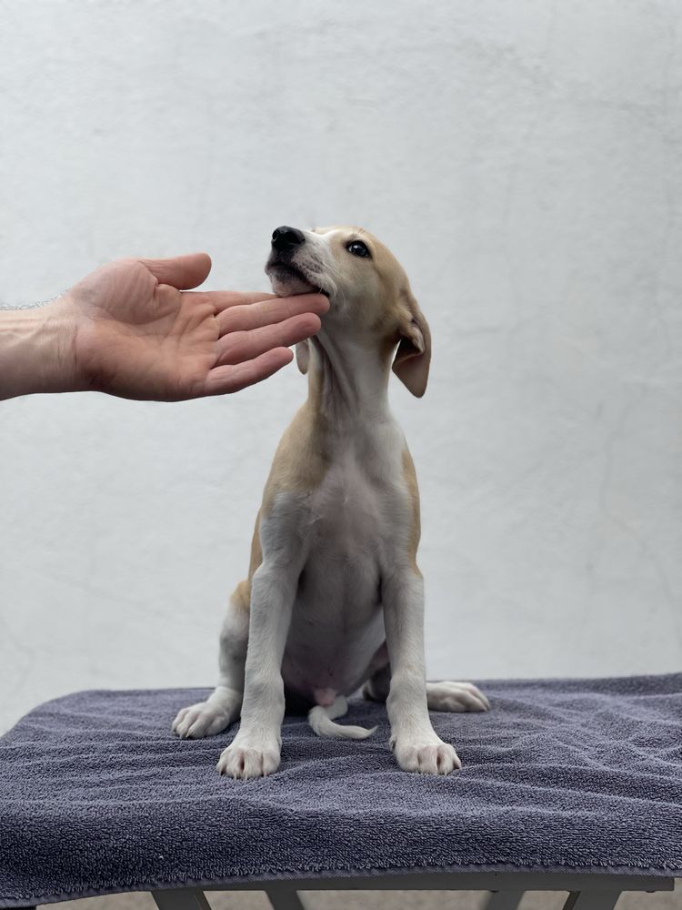 Chłopiec Whippet ZKwP piękne umaszczenie Revirado FCI do odbioru