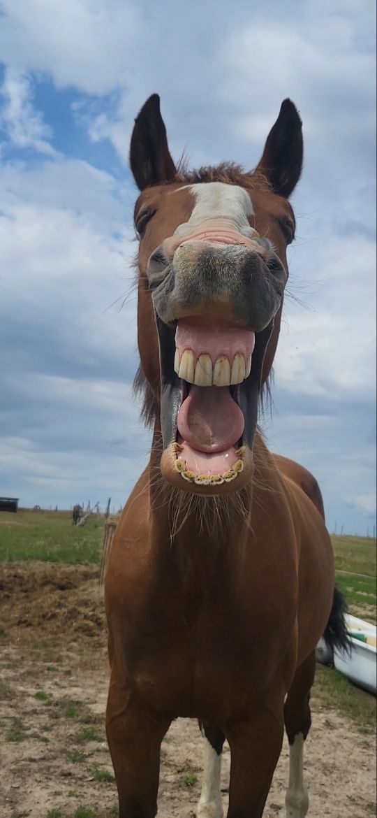 Sprzedam zamienie zamiana