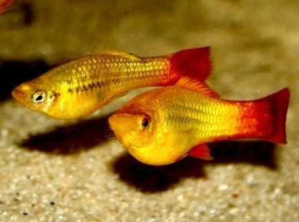 Zmienniak wielobarwny - Xiphophorus variatus - Platka - Platynka