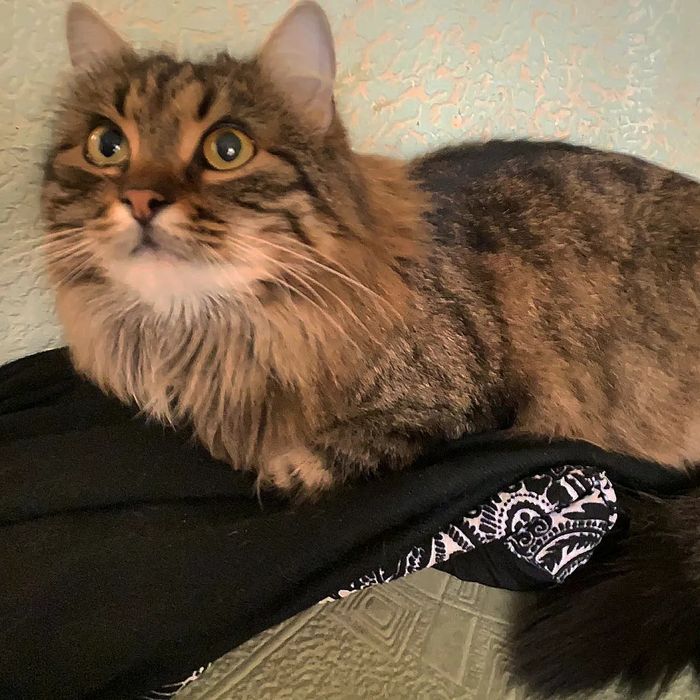 Терміново віддаються котики