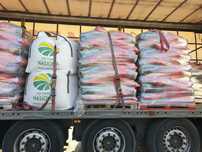 Pszenica ozima Top Farms HONDIA RGT PROVISION kwalifikat