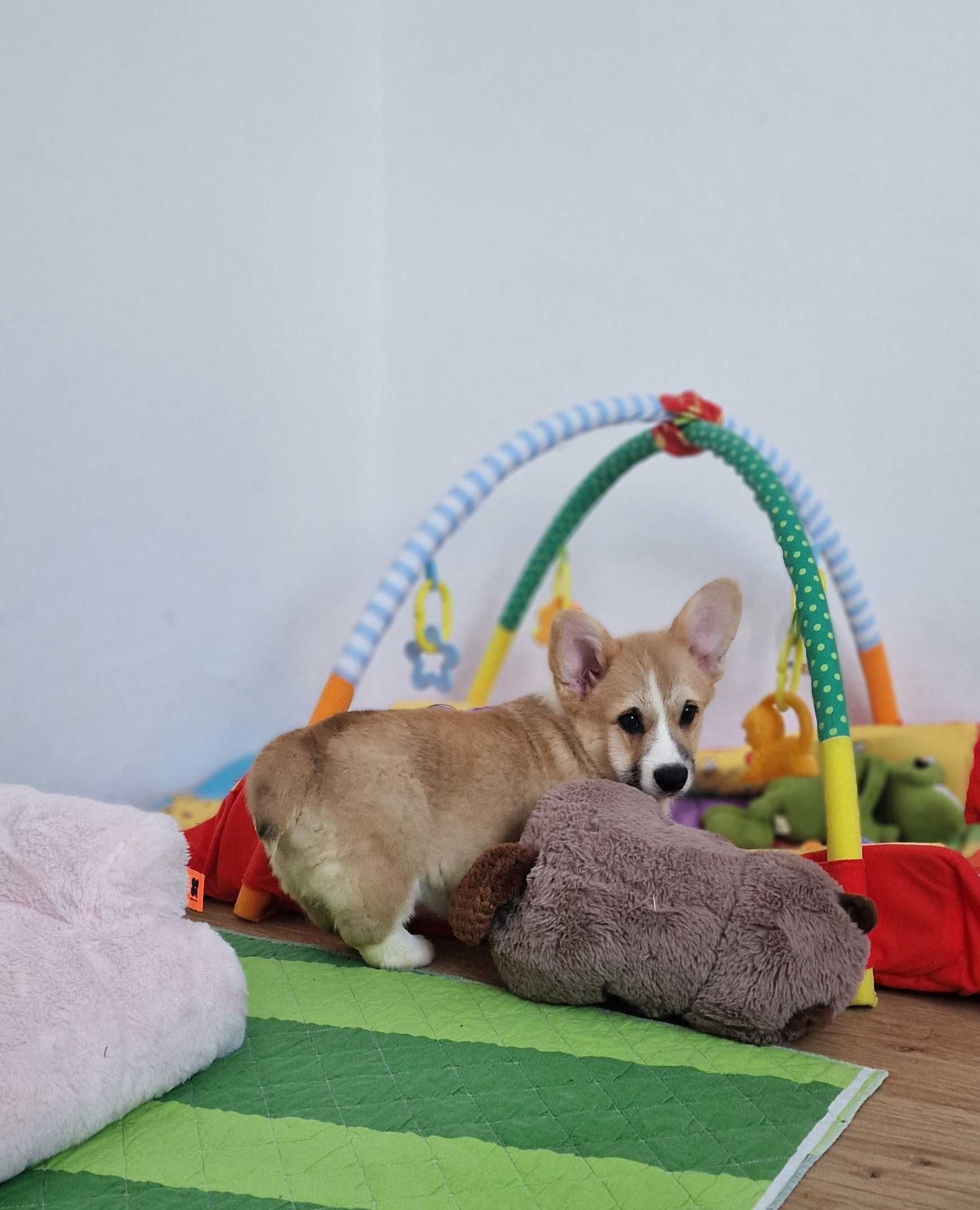 Welsh Corgi Pembroke,  Naturalny Bobtail,  piesek