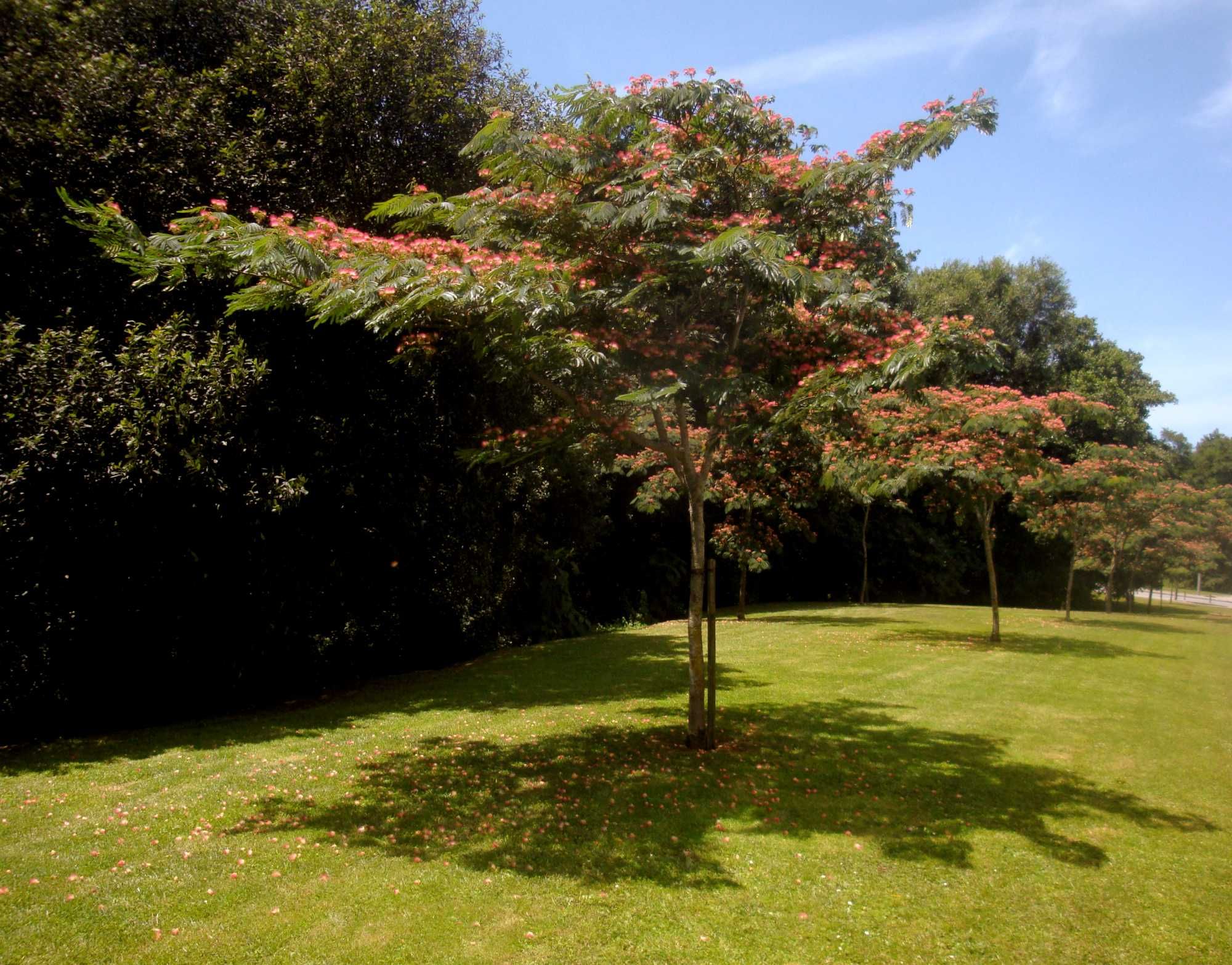 Sementes Arvores Ornamentais Jardim Plantas Arbustos Garden Ornamental