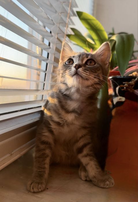 Котенок британцы кошеня британец британскої киця в добрі руки