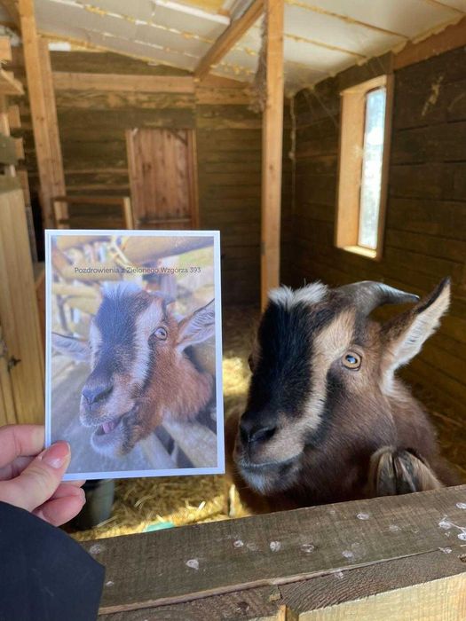 Dwa koziołki miniaturki szukają nowego domu