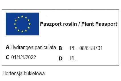 Irga płożąca; Cotoneaster horizontalis  , Doniczka 2L ,  DUŻA