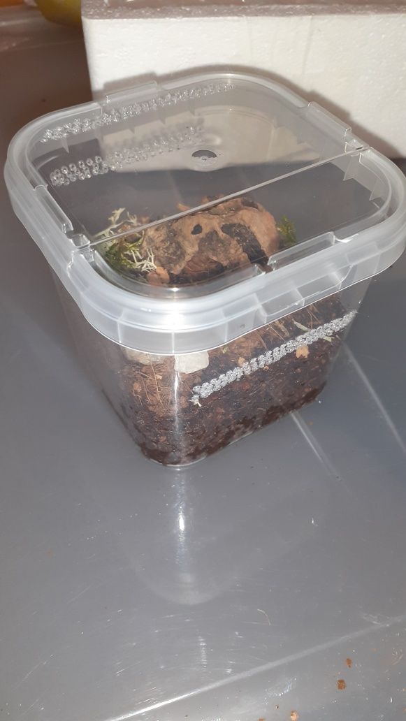 Chilobrachys natanicharum electric blue l1