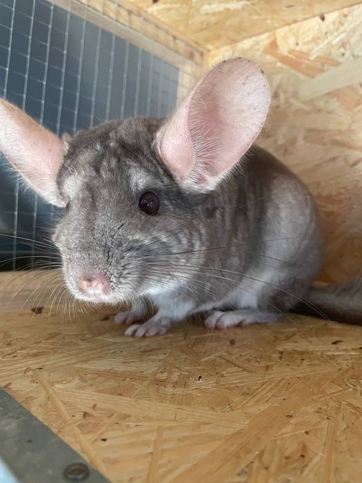 Dwie samiczki szynszyla na sprzedaż