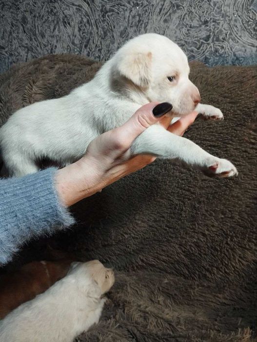 Цуценята чіхуа та коргі