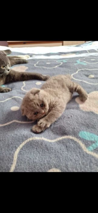 Британські кошенята