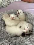 Ragdoll kocurek i kotka