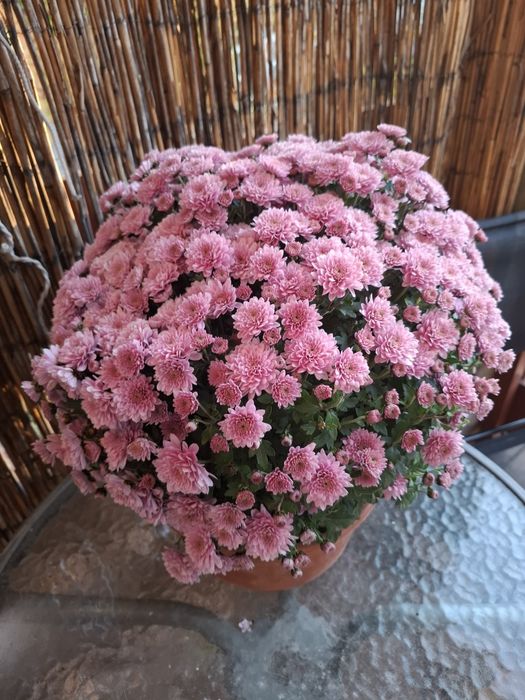 Chryzantemy na święto zmarłych