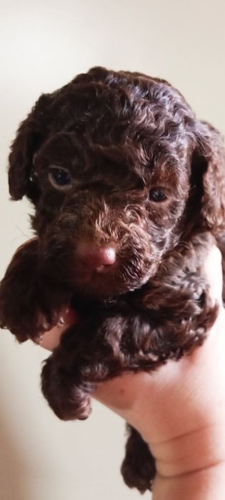 Щенки шоколадного пуделя