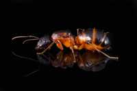 Camponotus pilicornis Q + 3-5w