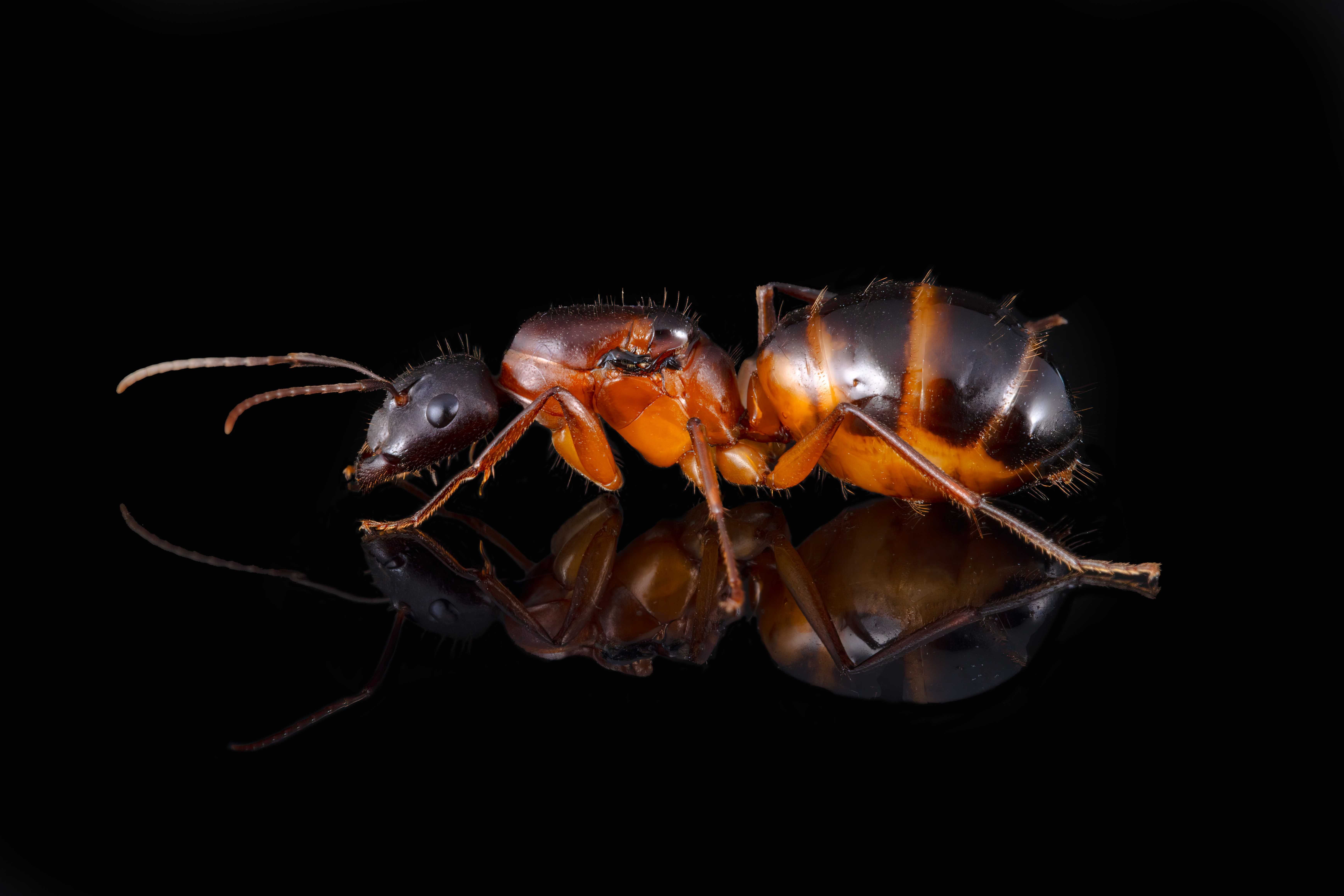 Camponotus pilicornis Q + 3-5w