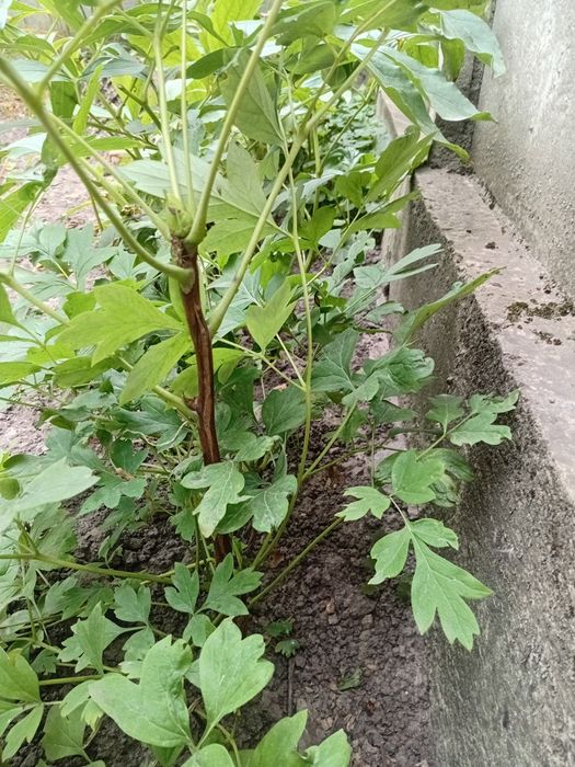 Продам саджанці деревовидного піона