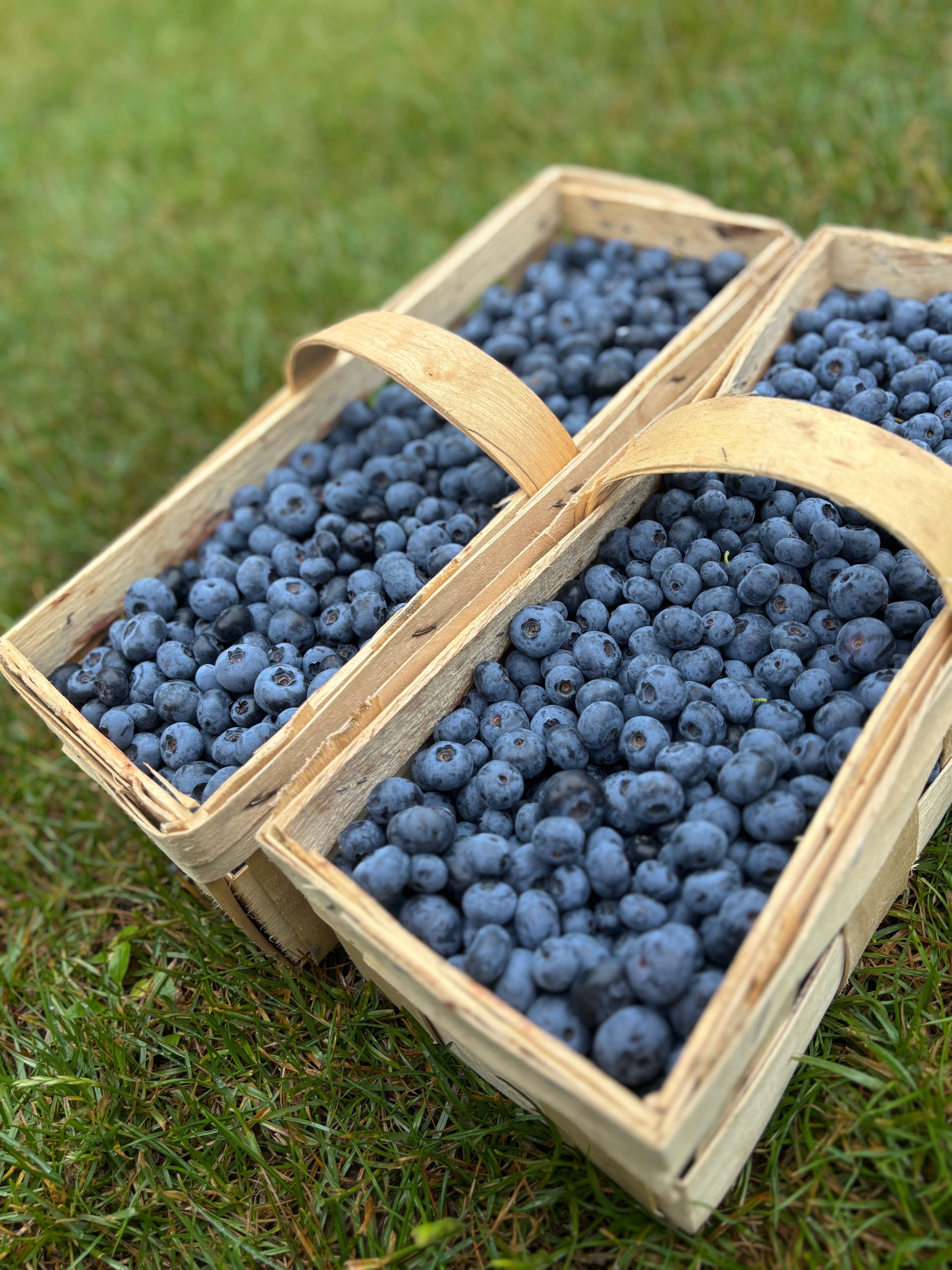 Sprzedam borówke amerykanska odmiana patriot, bluecrop