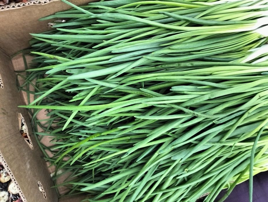 Продам перо цибулі