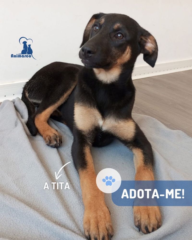 Tita cadela jovem porte medio