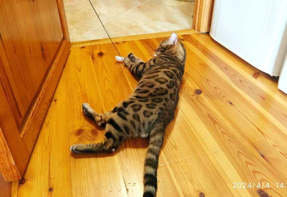 Вязка бенгальского кота