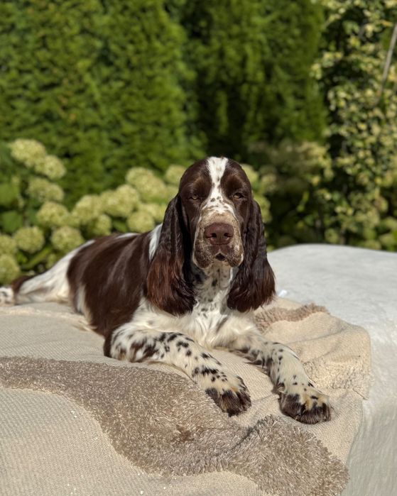 Pies rasy Springer Spaniel Angielski ZKwP FCI
