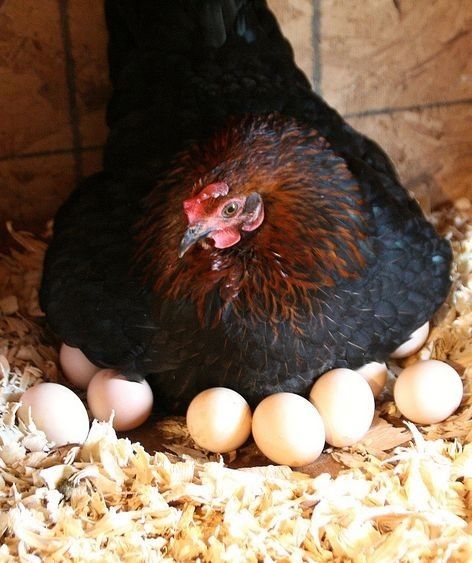 Бройлер ,яйца для инкубации