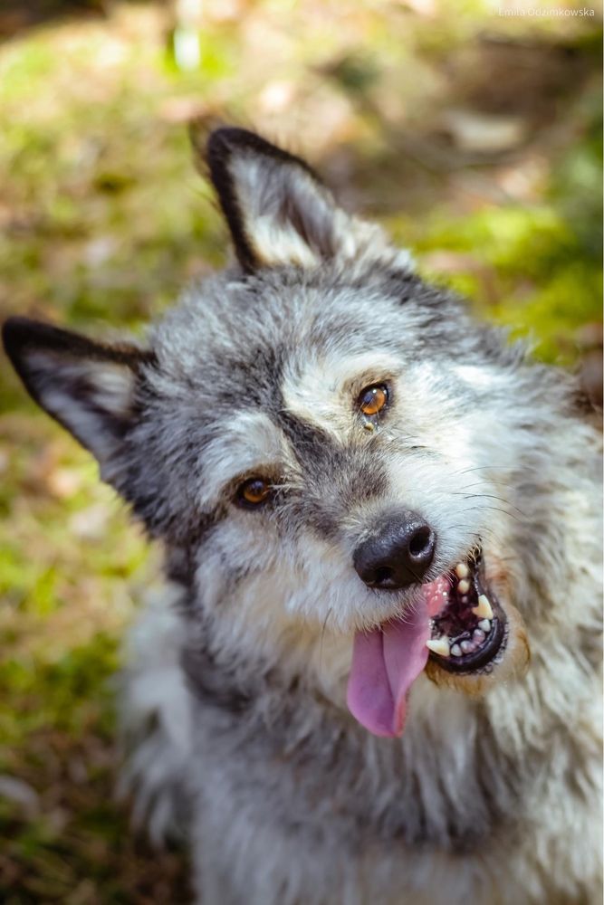 Frotka- cudowna wyjątkowej urody suczka do adopcji- podaruj dom