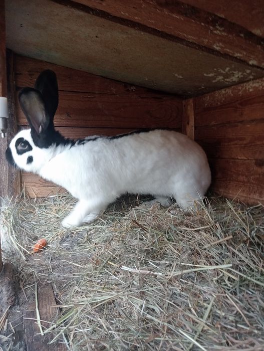 Samica srokacza zakocona