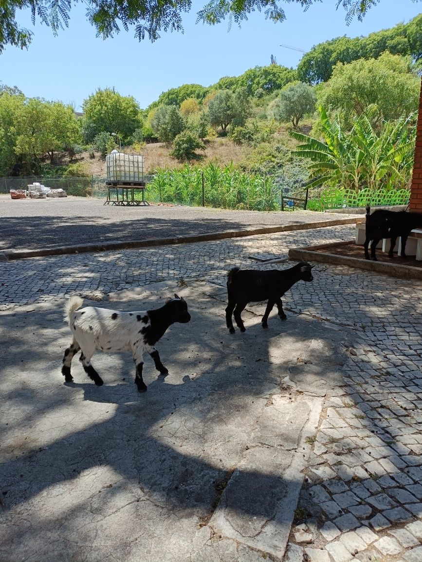 Cabra anã mais dois filhotes já independentes
