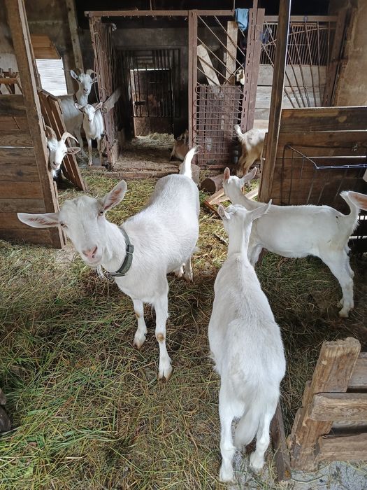 Продаються дойні кози, недорого