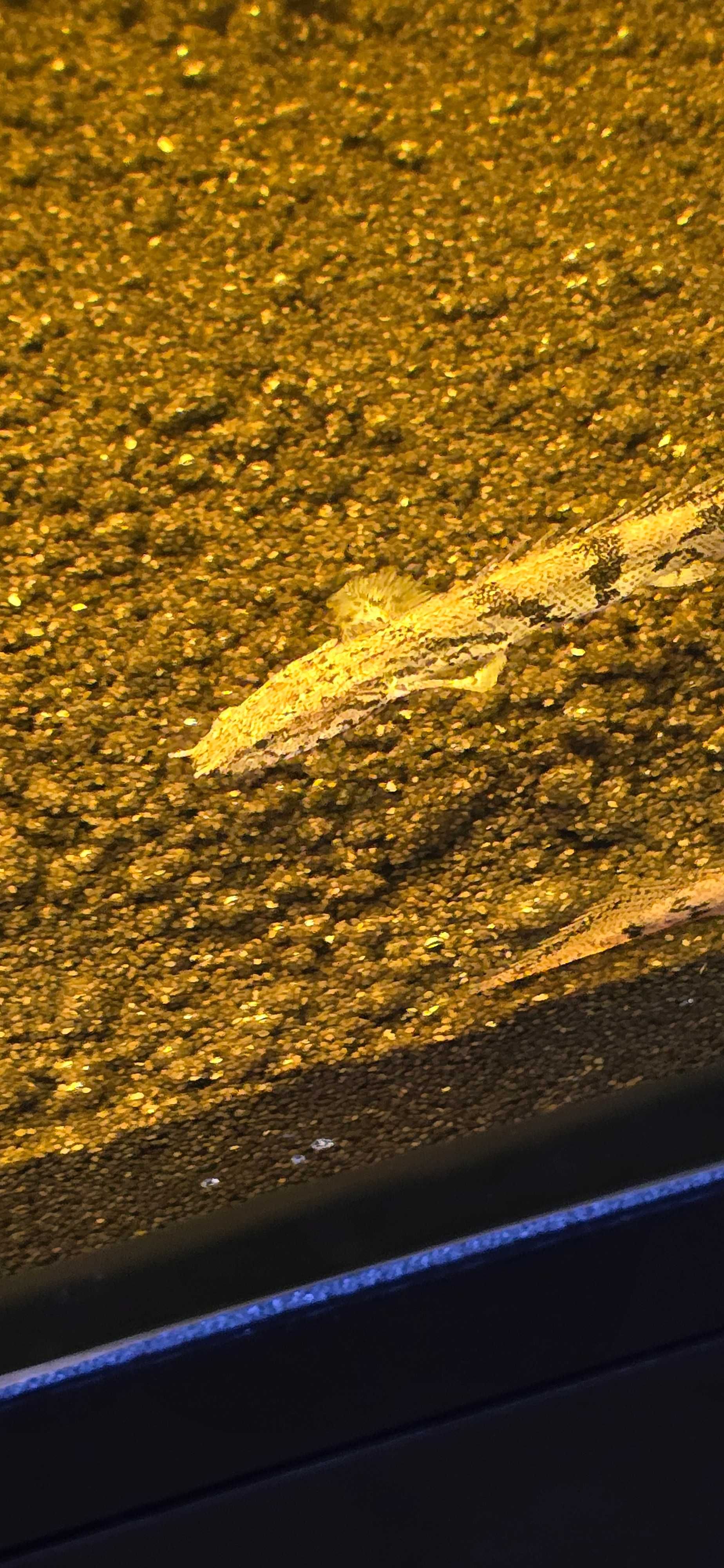 Polypterus endlicherii