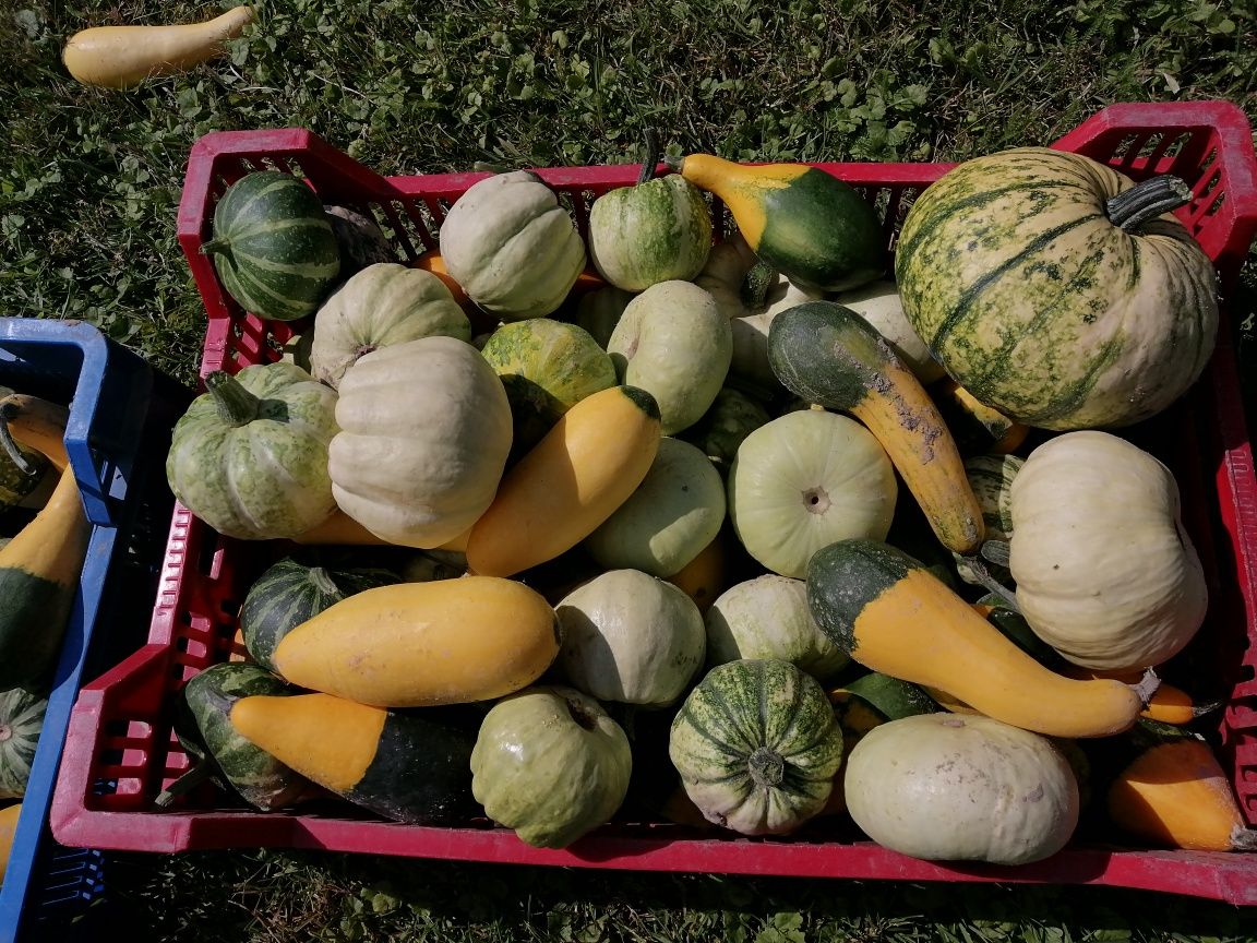 Dynie mix, białe i kolorowe 20 sztuk