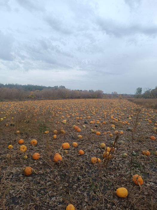 Насіння гарбузове