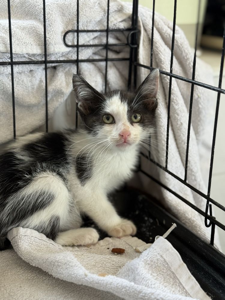 Gatinho 2 meses para adoção