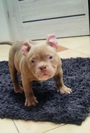 American bully pocet