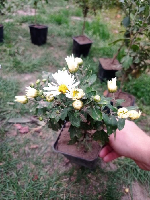 Продам хризантема мультифлора не сформовані кущіки