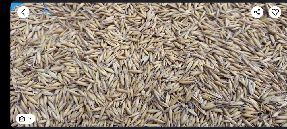 Owies po kwalifikacie