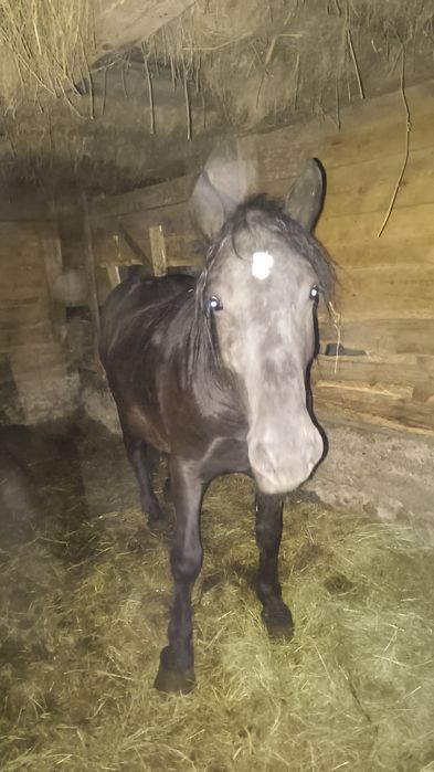 Sprzedam źrebówkę 2 lata