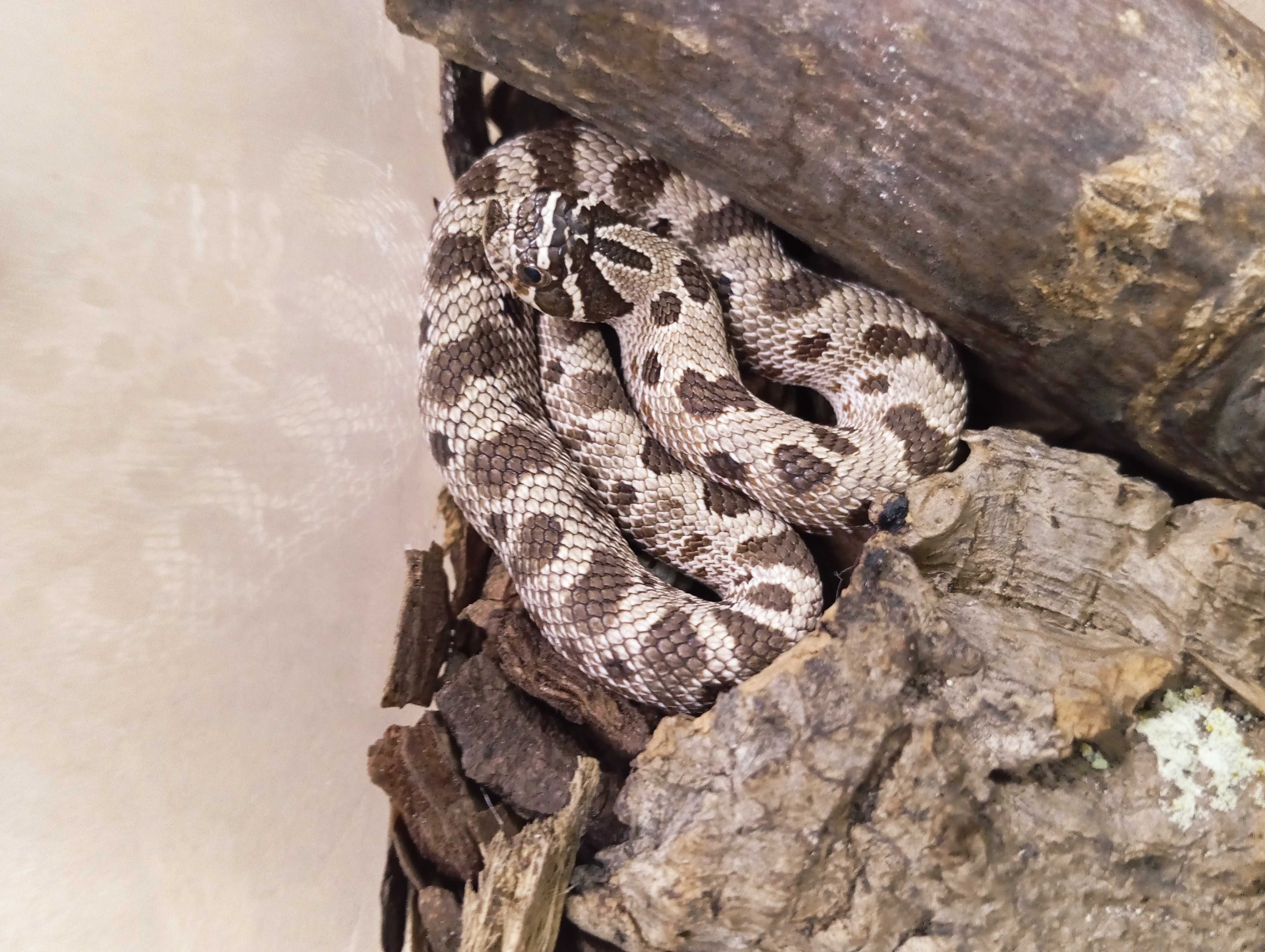 Heterodon zachodni anaconda