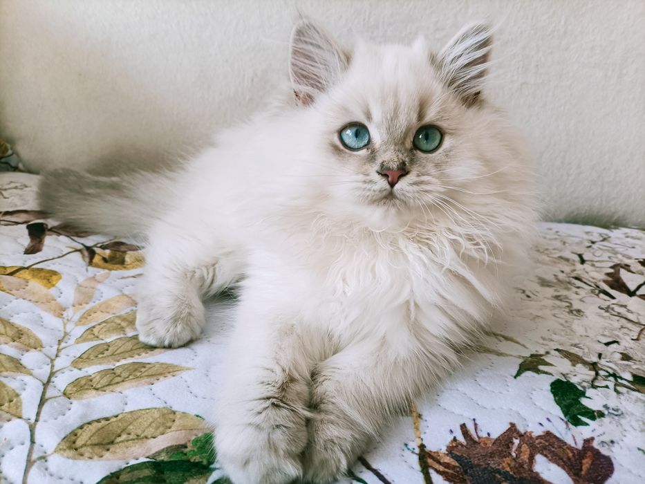 Kot brytyjski długowłosy kocurek srebrny point niebieskie oczy FPl