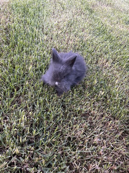 Coelho anão lionhead